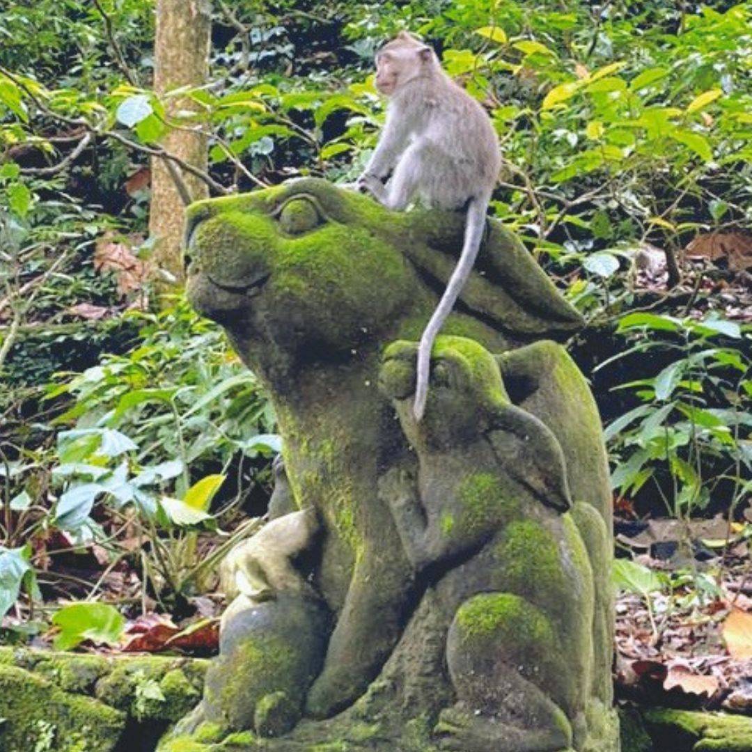 Monkey Forest