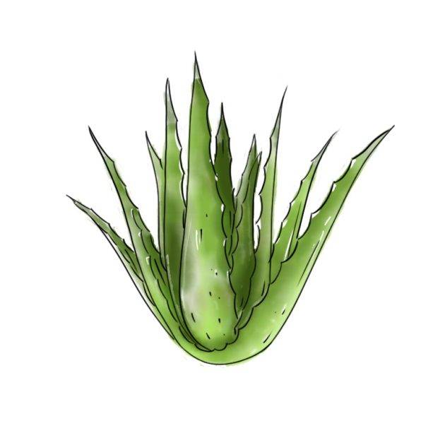 Aloe Vera