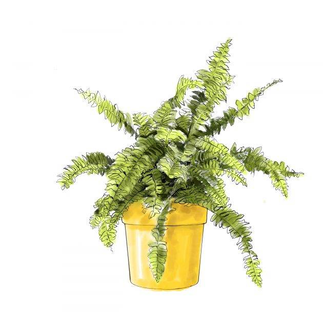 Boston Fern