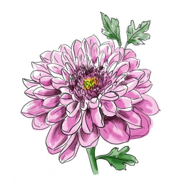 Chrysantheum