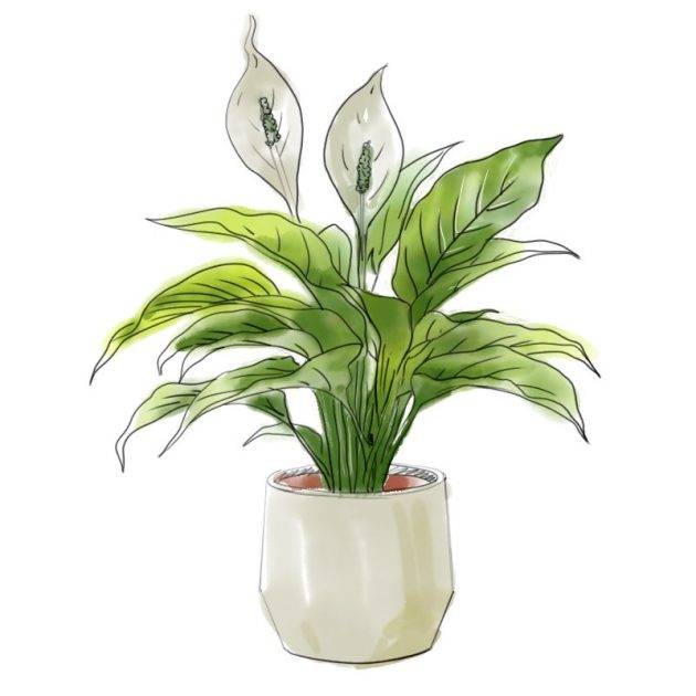 Peace Lily