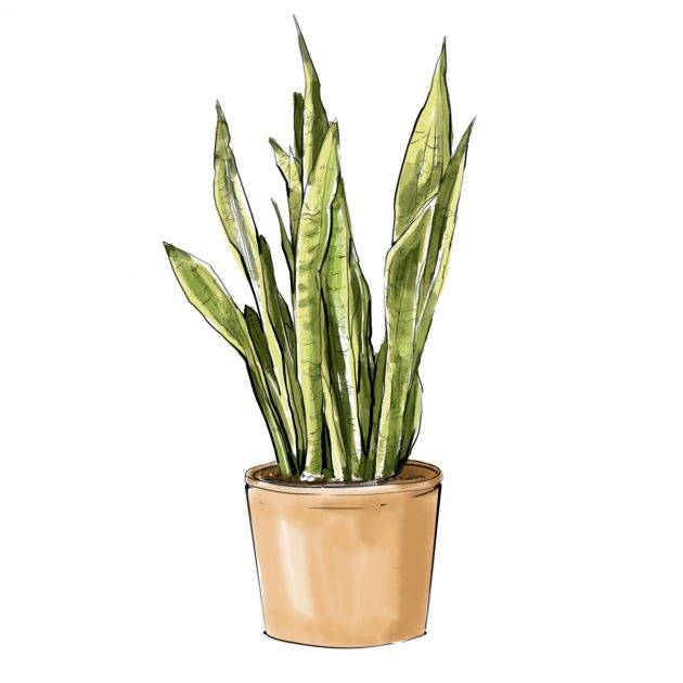 Snake Plant