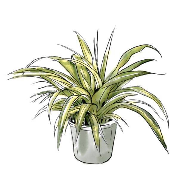 Spider Plant