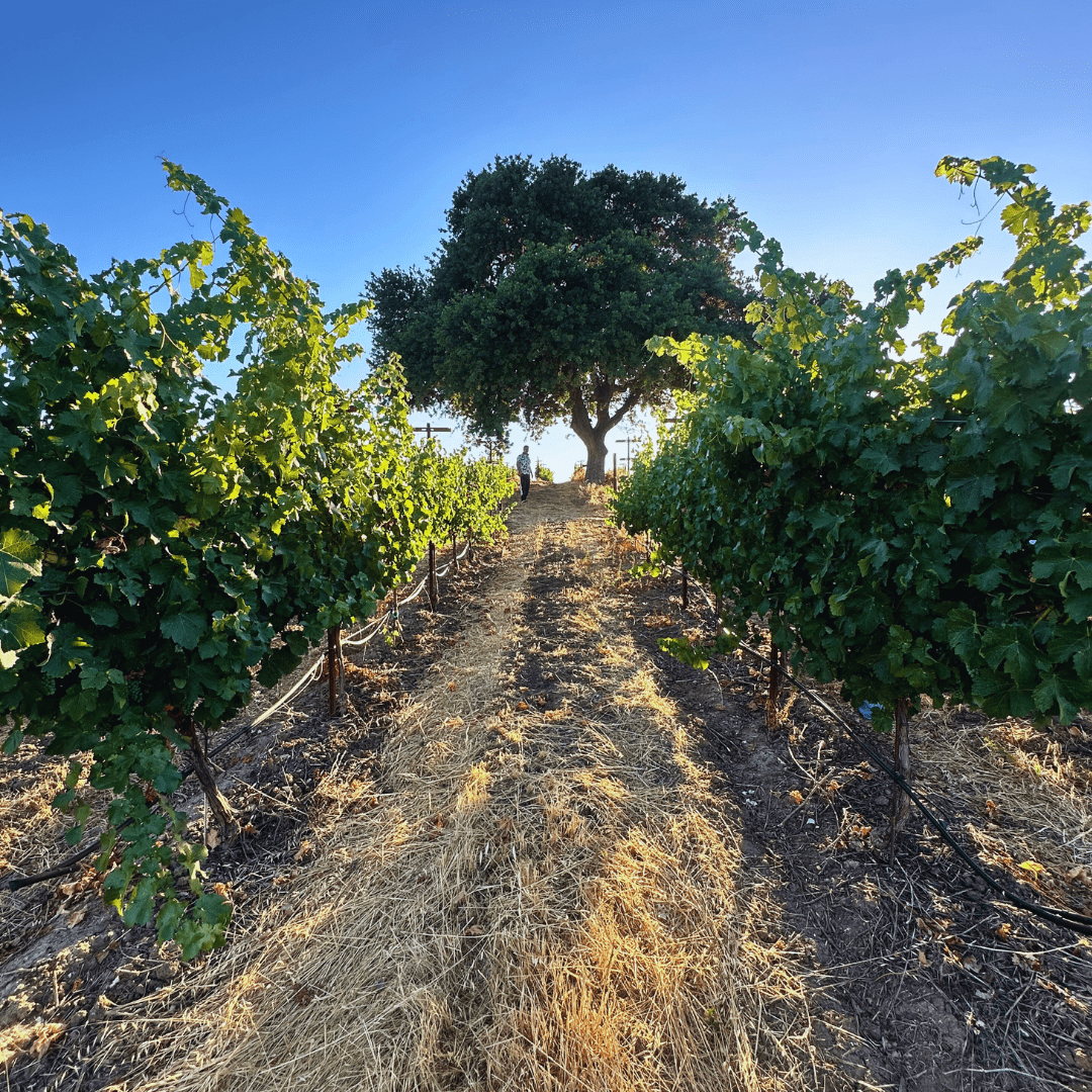 La De Vi Vineyard