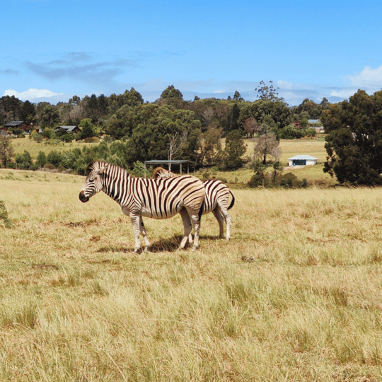 Kragga Kamma Game Park