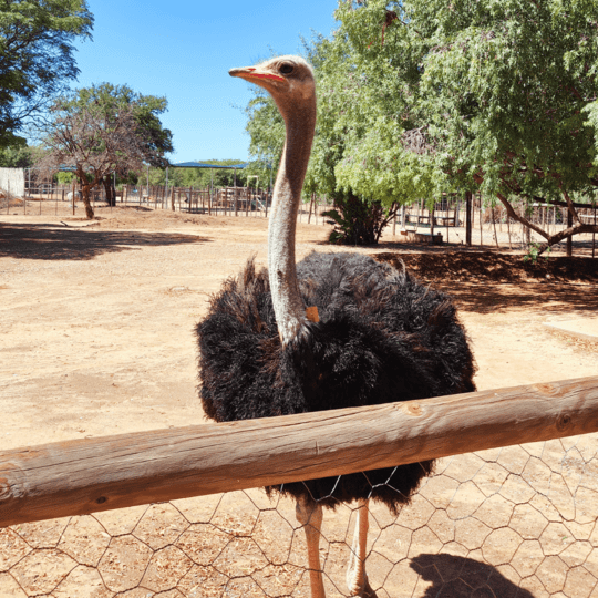 Oudtshoorn Ostrich Farm