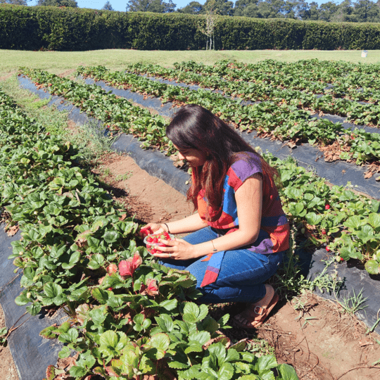 Redberry Strawberry Farm