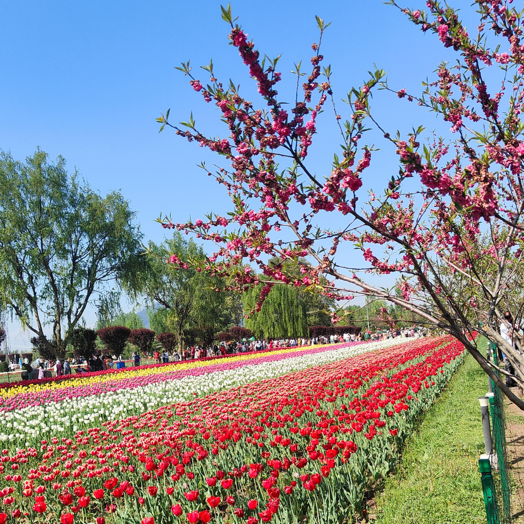Fully blossomed tulips
