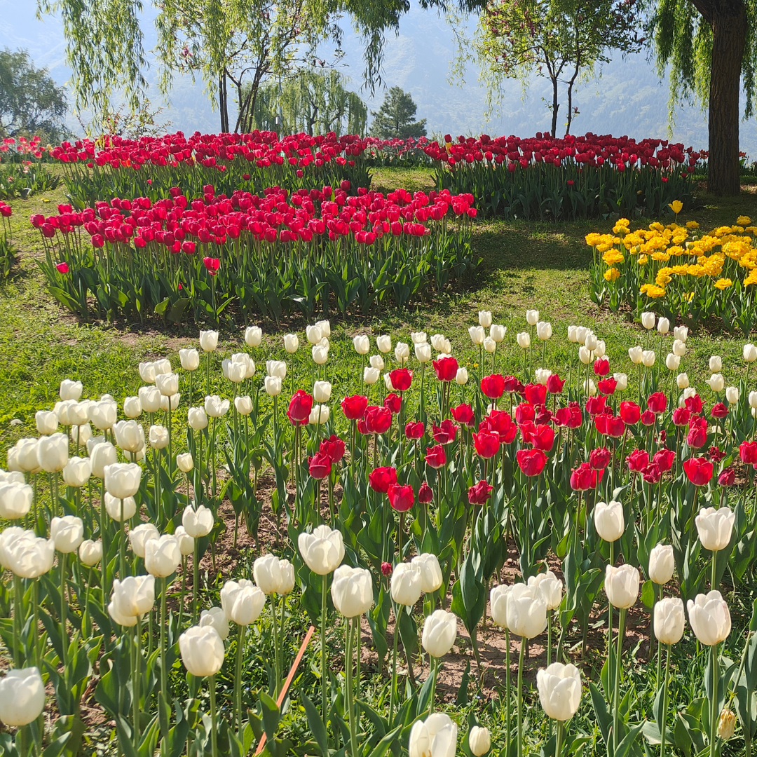 Tulip Garden